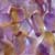 Ametrine Fine Cut Grade 
